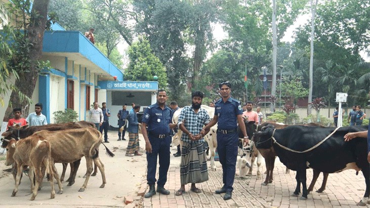 বিএনপি নেতার বাসা থেকে ১৩ চোরাই গরু উদ্ধার