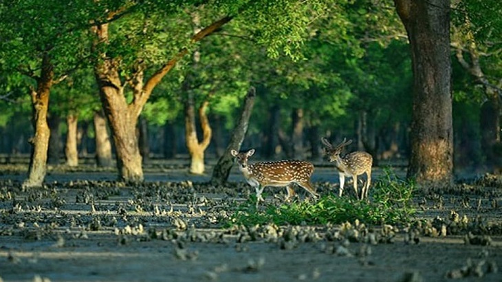 প্রাণ-প্রকৃতির সুন্দরবন দিবস আজ