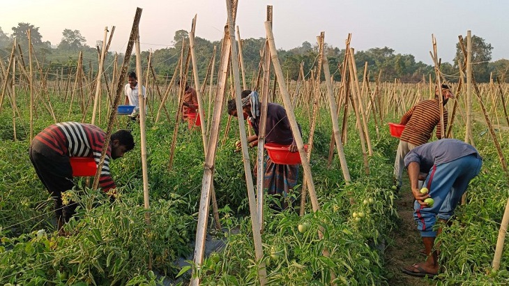 মাটিরাঙ্গার পাহাড়ে টমেটোর বাম্পার ফলন