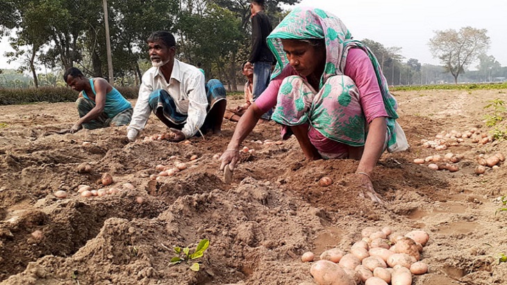 দেশে আলু উৎপাদনে নীরব বিপ্লব