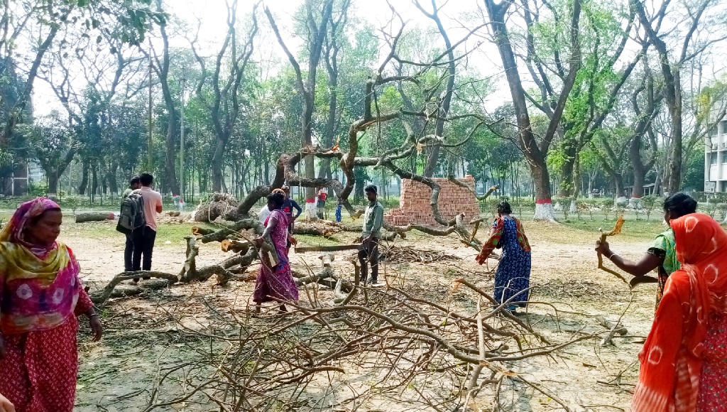 ইবিতে মুক্তমঞ্চ তৈরির জন্য বৃক্ষনিধন