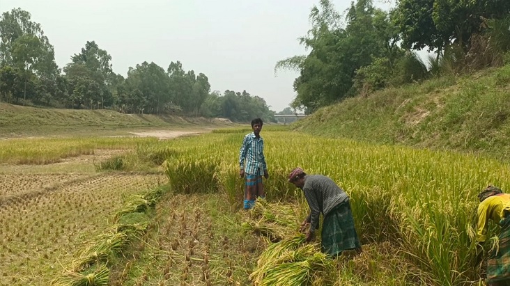 ‘দেশে আবাদযোগ্য জমি প্রায় ৫৯ শতাংশ’