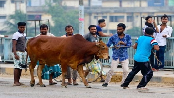 কোরবানির পশু কেনার আগে...