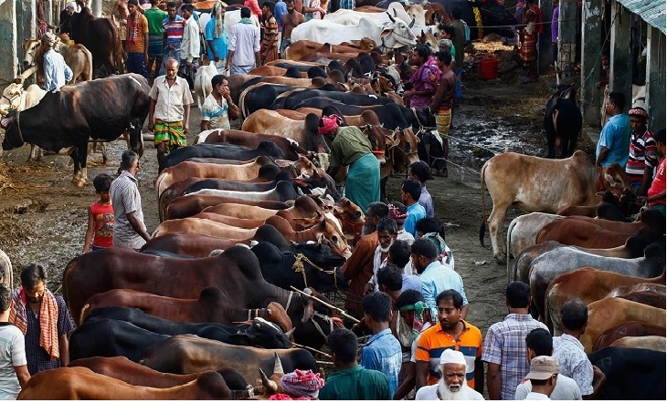 গরু হাট বদল করলে ছিনতাই মামলা