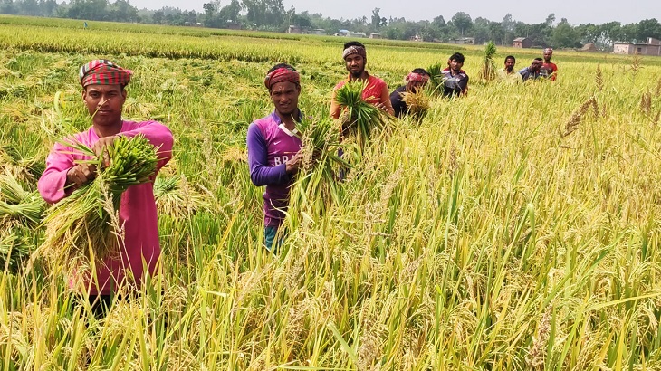 ধানের ভালো ফলনেও কৃষকের মুখে হাসি নেই