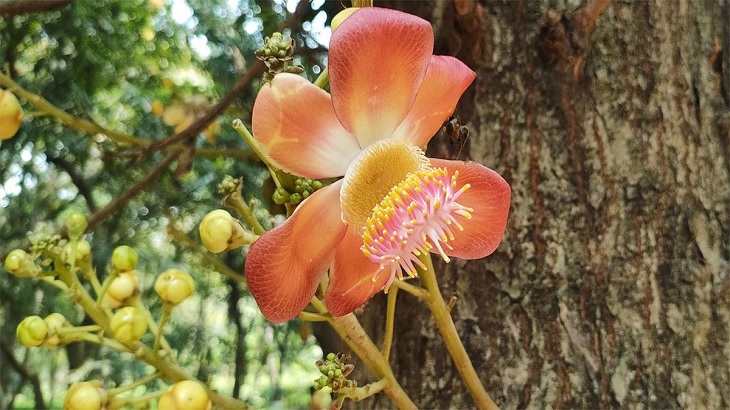 নাগলিঙ্গম ফুলের শোভা