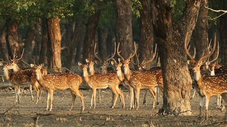 সুন্দরবনে কেন এত হরিণের মৃত্যু?